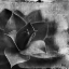Picture of BW SUCCULENT BORDER II