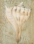 Picture of SEASHELL II