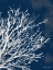 Picture of COASTAL CORAL II