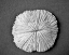 Picture of SAND DOLLAR I