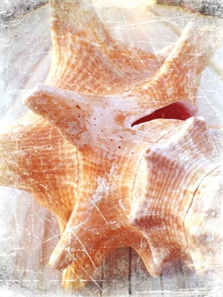 Picture of CONCH I