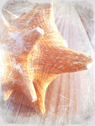 Picture of CONCH II
