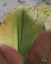 Picture of BUTTERFLY PALM I