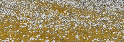 Picture of FIELDS OF GOLD