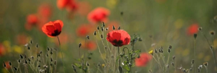 Picture of SOFT PETALS