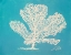 Picture of WHITE CORAL I