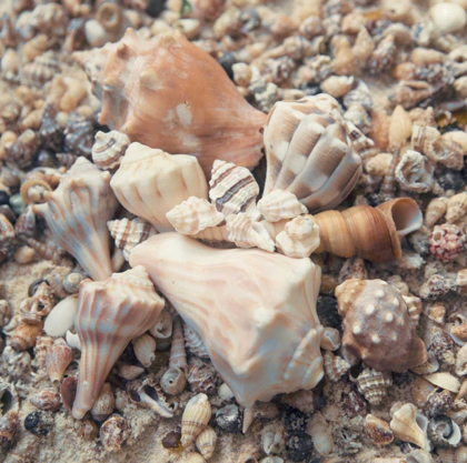 Picture of SHELL COLLECTION II