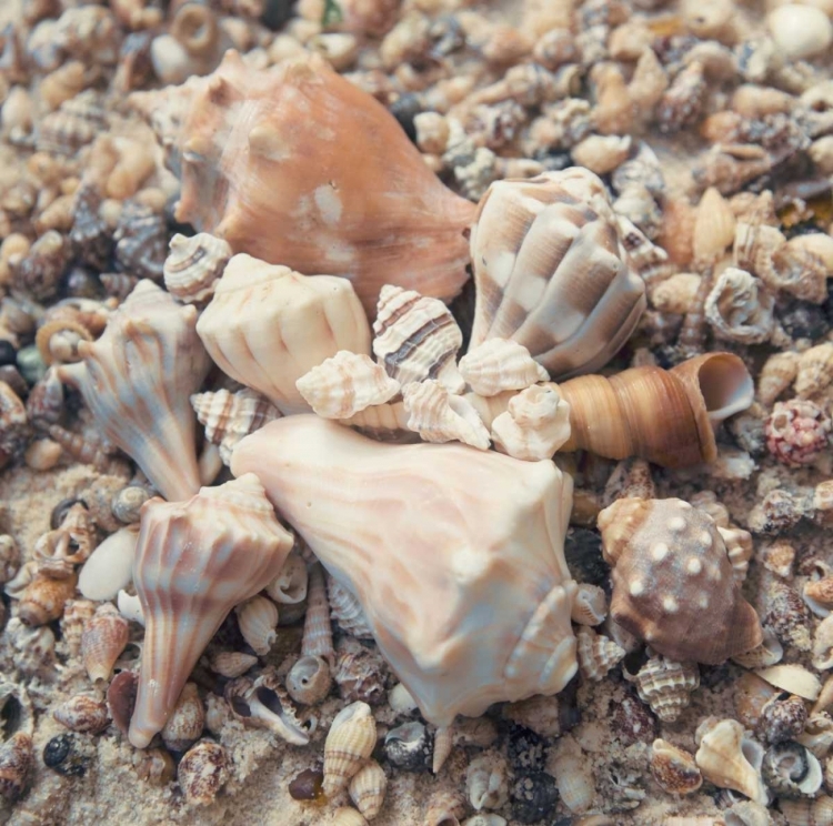 Picture of SHELL COLLECTION II