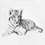 Picture of TIGER