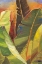 Picture of THROUGH THE LEAVES SQUARE PANEL II