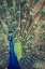 Picture of ROYALLY BLUE I