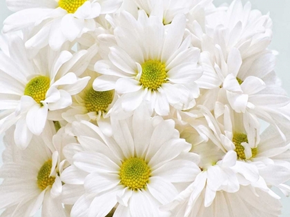Picture of BUNCH OF WHITE DAISIES
