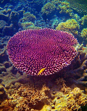 Picture of BARRIER REEF CORAL II