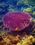Picture of BARRIER REEF CORAL II