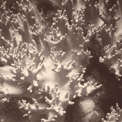 Picture of SEPIA BARRIER REEF CORAL I