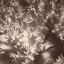 Picture of SEPIA BARRIER REEF CORAL I