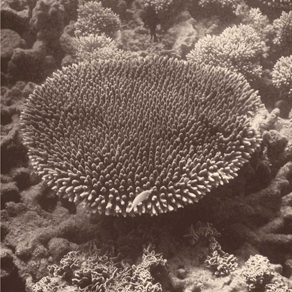 Picture of SEPIA BARRIER REEF CORAL II