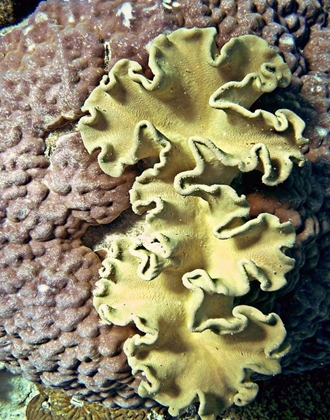 Picture of BARRIER REEF CORAL IV