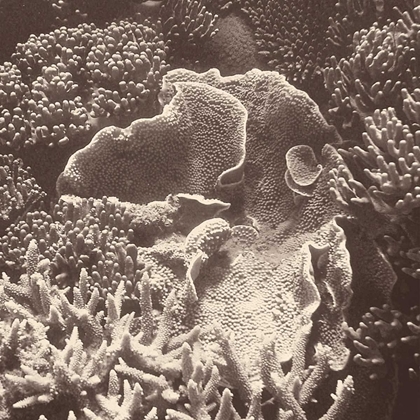 Picture of SEPIA BARRIER REEF CORAL III