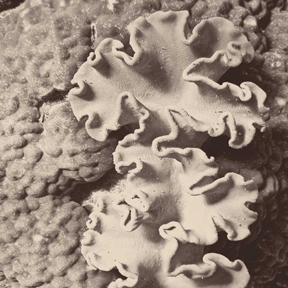 Picture of SEPIA BARRIER REEF CORAL IV
