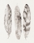 Picture of THREE GRAY FEATHERS