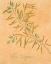 Picture of OLEA EUROPAEA