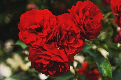 Picture of ROSE BUNCHES
