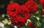 Picture of ROSE BUNCHES