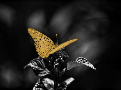 Picture of LONE COLORED BUTTERFLY BORDER I