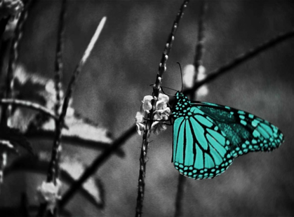 Picture of LONE COLORED BUTTERFLY BORDER II