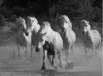 Picture of WHITE RUNNING HORSES BORDER