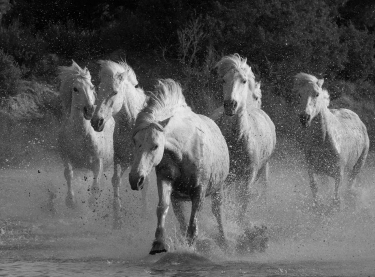 Picture of WHITE RUNNING HORSES BORDER