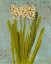 Picture of HYACINTH ON TEAL II