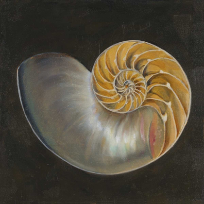 Picture of SEASHELL III