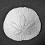 Picture of SUN DOLLAR II