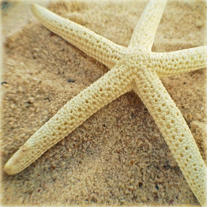 Picture of STARFISH