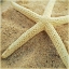 Picture of STARFISH