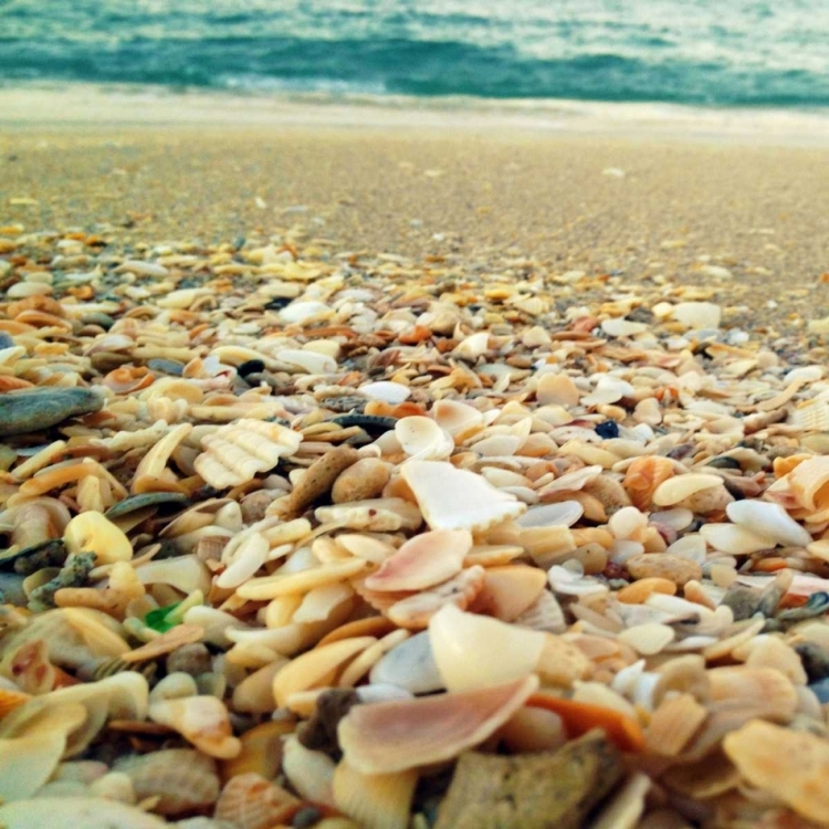 Picture of SHELLS BEACH II