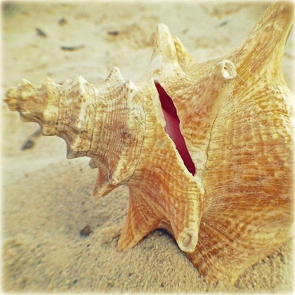 Picture of CONCH