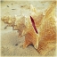 Picture of CONCH