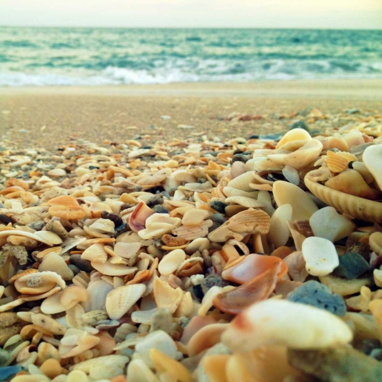 Picture of SHELLS BEACH I