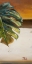 Picture of THE GREEN LEAF II