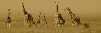 Picture of GIRAFFES