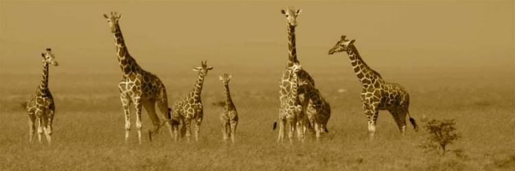 Picture of GIRAFFES