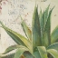Picture of ALOE I