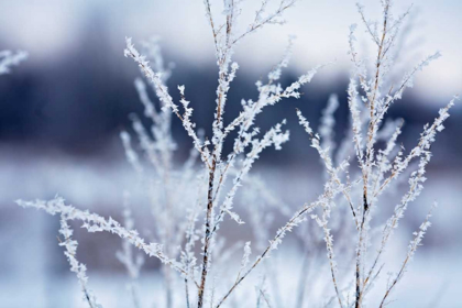 Picture of FLAKES ON BRANCHES