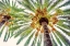 Picture of CHIC PALMS I