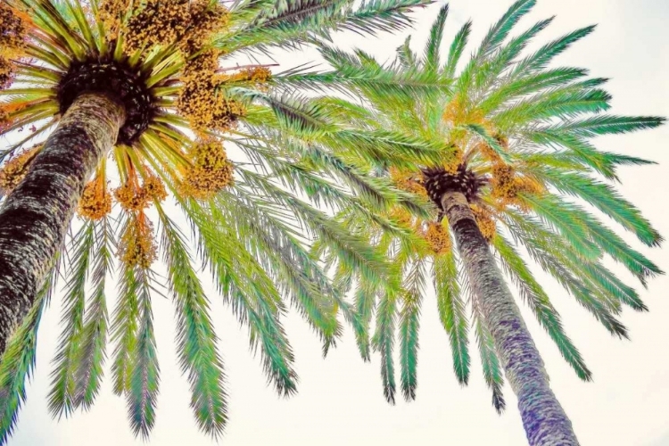 Picture of CHIC PALMS II