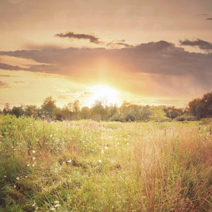 Picture of FIELD OF WARMTH SQUARE