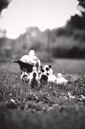 Picture of DUCKLINGS